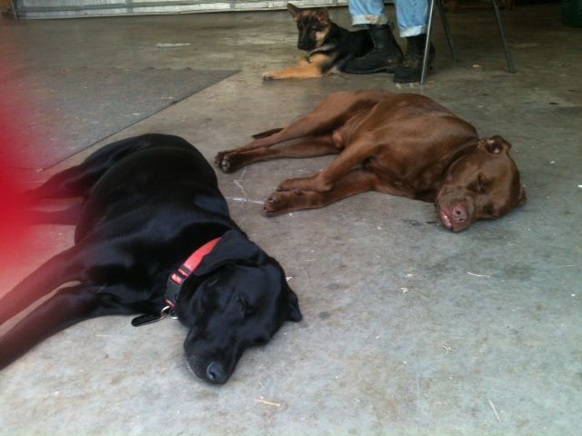 Labrador Friends of the South - Available Lab Tucker Jr 3