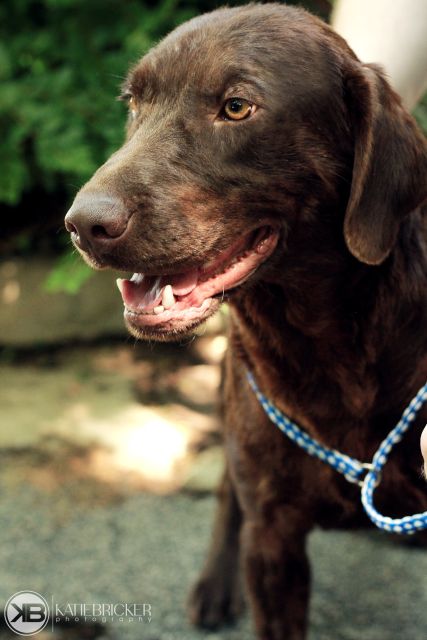 Labrador Friends of the South - Available Lan Gibson 20
