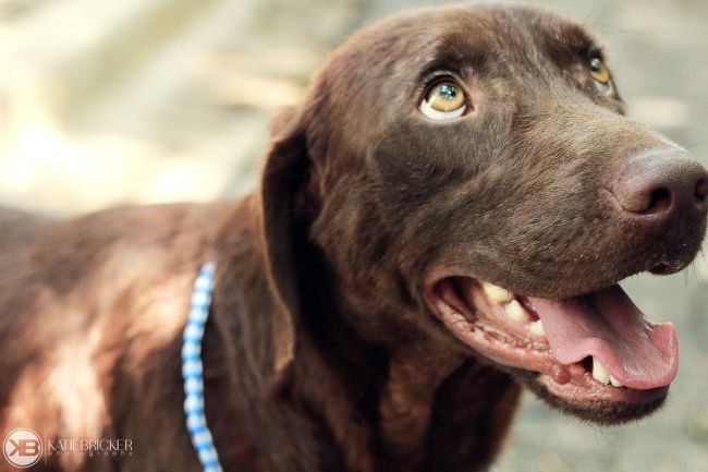 Labrador Friends of the South - Available Lan Gibson 26