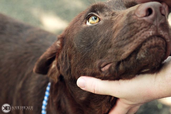 Labrador Friends of the South - Available Lan Gibson 28