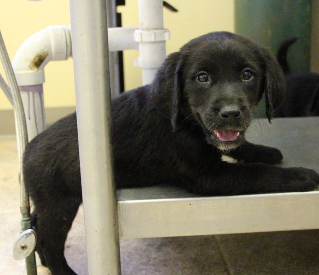 Milan Adopted 5/8/2013 Labrador Friends