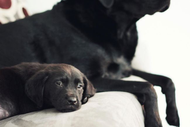 Labrador Friends of the South - Milan 4