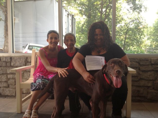 Labrador Friends Adopted - Sam