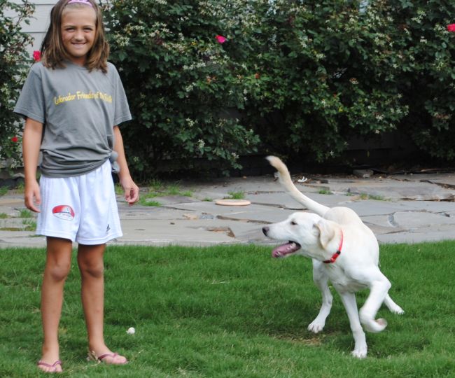 Labrador Friends of the South - Available Lab Abby Cobb 2