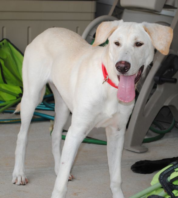 Labrador Friends of the South - Available Lab Abby Cobb 6