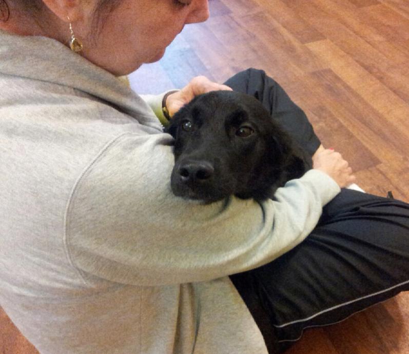 Labrador Friends of the South - Available Lab - Cecilia 6