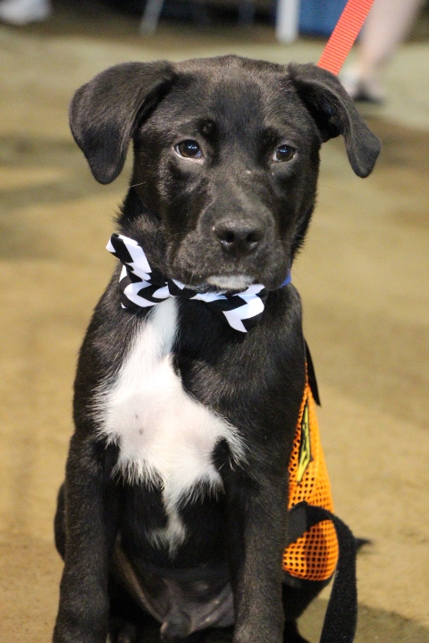 Labrador Friends of the South - Available Lab Jack 1