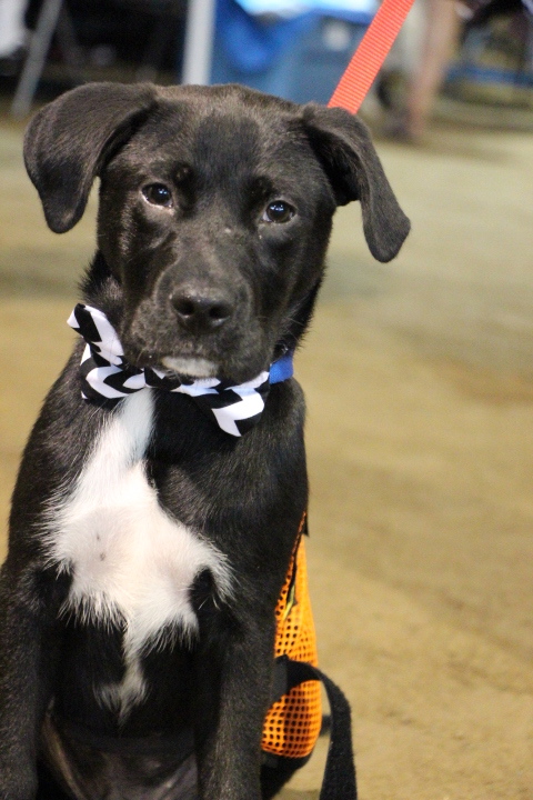Labrador Friends of the South - Available Lab Jack 2