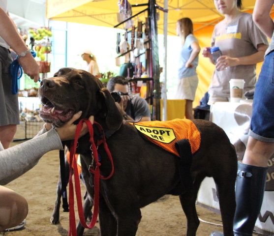 Labrador Friends of the South - Available Lab Sam 1