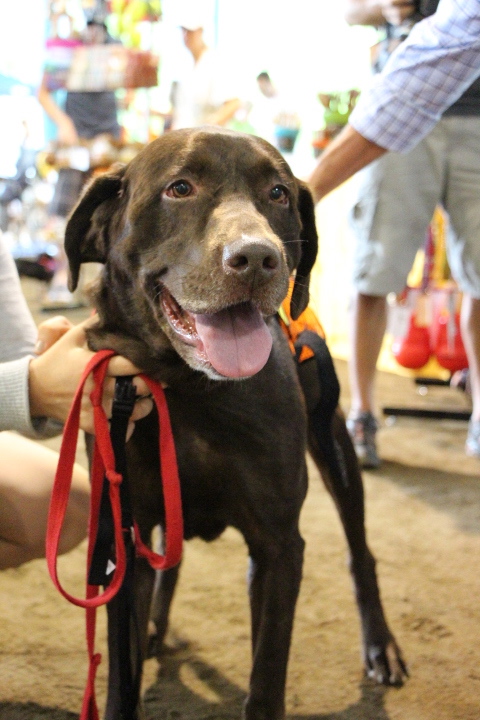 Labrador Friends of the South - Available Lab Sam 4