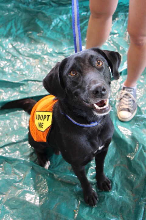 Labrador Friends of the South - Available Lab Sydney 4