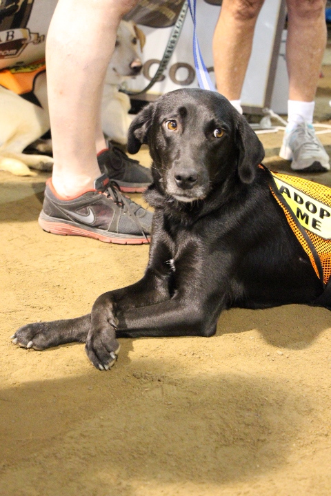 Labrador Friends of the South - Available Lab Sydney 6