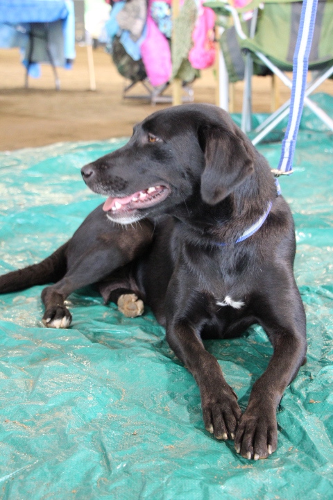 Labrador Friends of the South - Available Lab Sydney 7