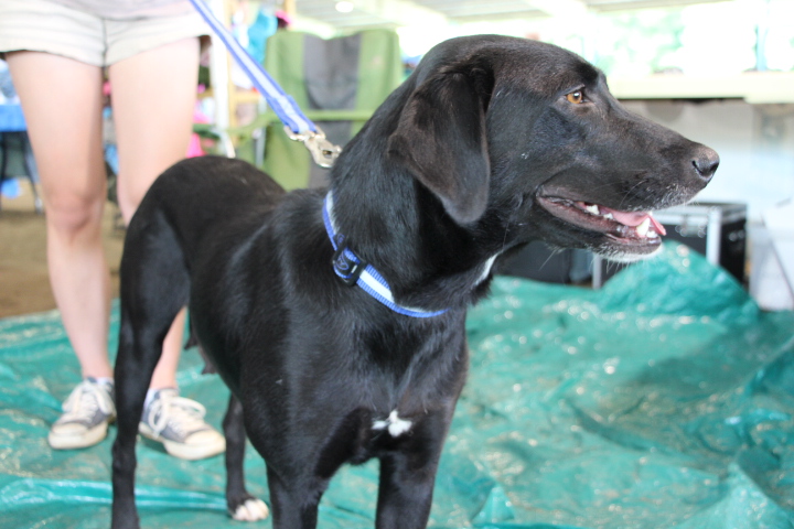 Labrador Friends of the South - Available Lab Sydney