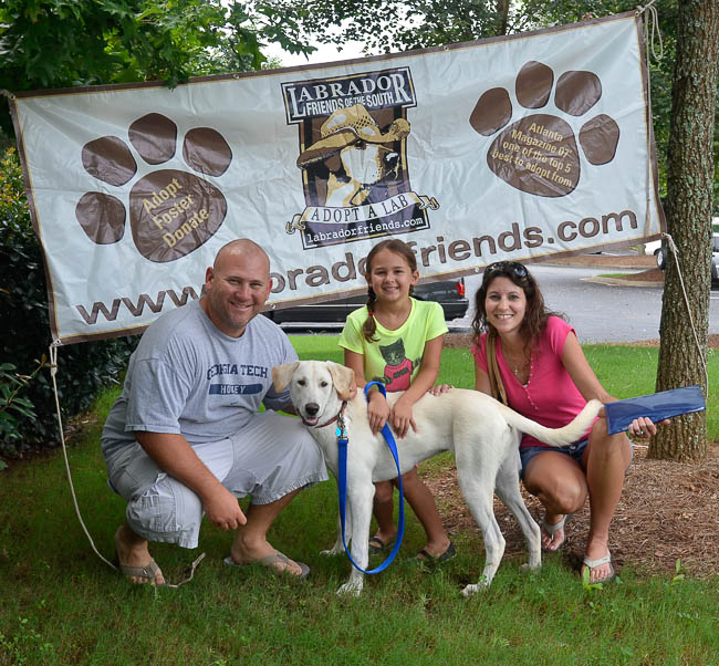 Labrador Friends Adopted - Abby-1