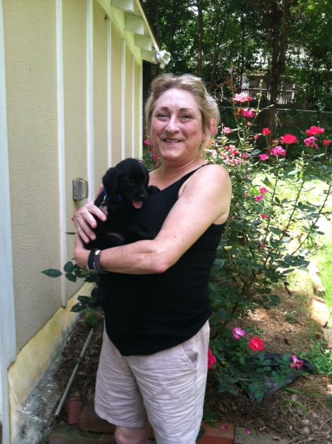 Labrador Friends Adopted - Babylon
