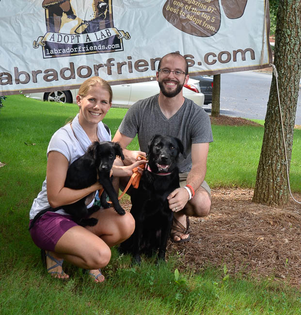 Labrador Friends Adopted - Bertie-1