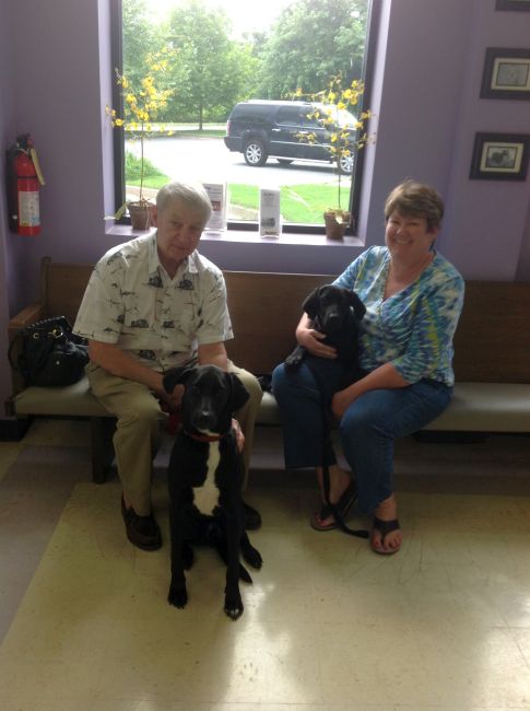 Labrador Friends Adopted - Savannah
