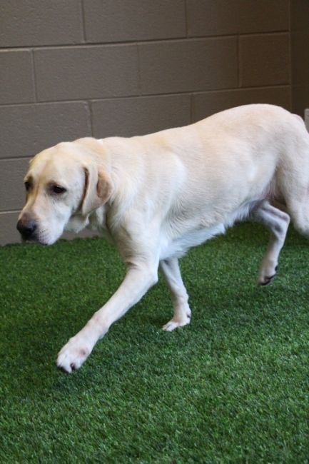 Labrador Friends - Available Lab Anne Marie 4