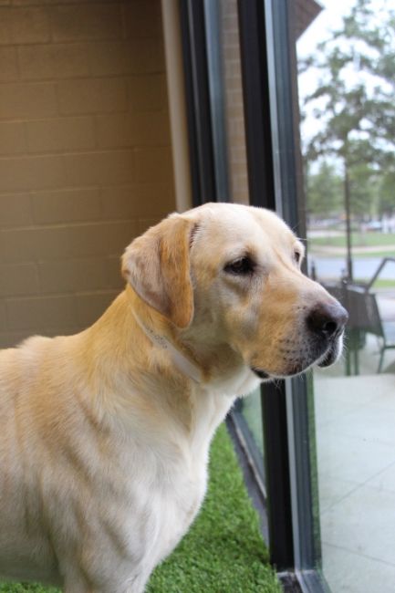 Labrador Friends - Available Lab Anne Marie 5