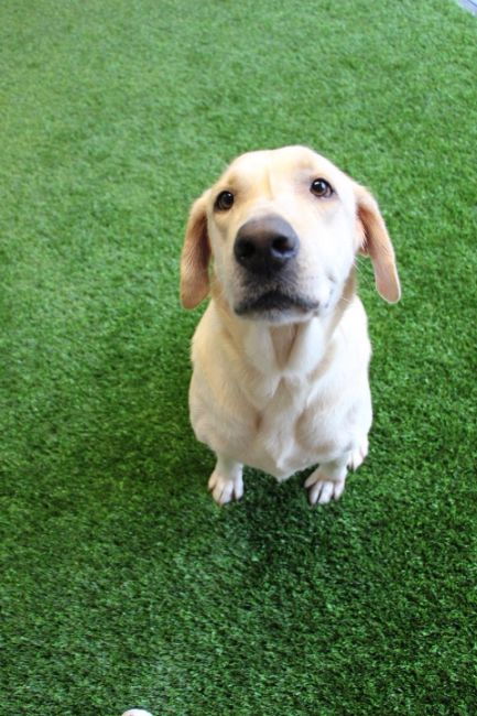 Labrador Friends - Available Lab Anne Marie 9