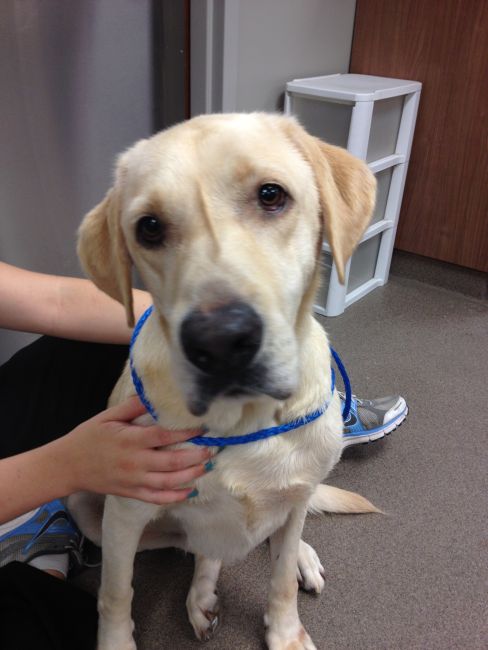 Labrador Friends - Available Lab Anne Marie
