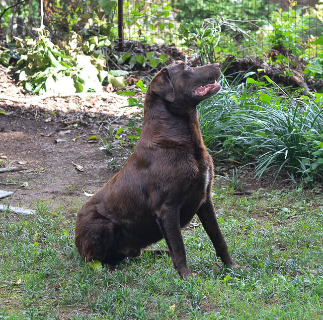 Labrador Friends Available Lab - Charlie C -1-2