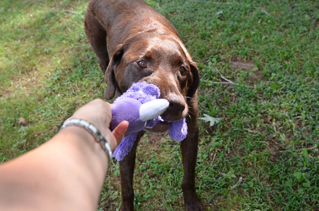 Labrador Friends Available Lab - Charlie C-1-2