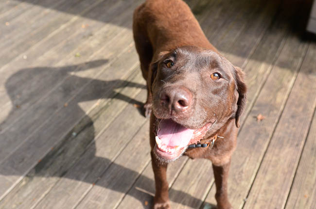 Labrador Friends Available Lab - Charlie C-1-4