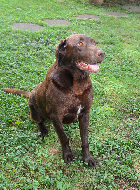 Labrador Friends Available Lab - Charlie C-1