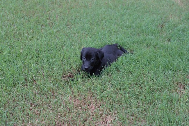 Labrador Friends of the South - Avaialable Lab Alexandria 8