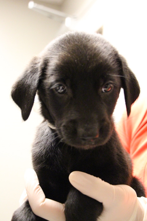 Labrador Friends of the South - Avaialable Lab Alezandria 3