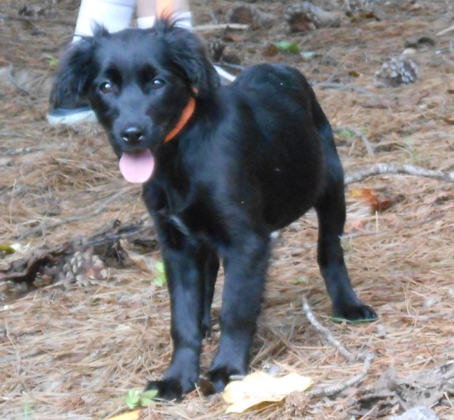 Labrador Friends of the South - Availabla Lab Bertie 2