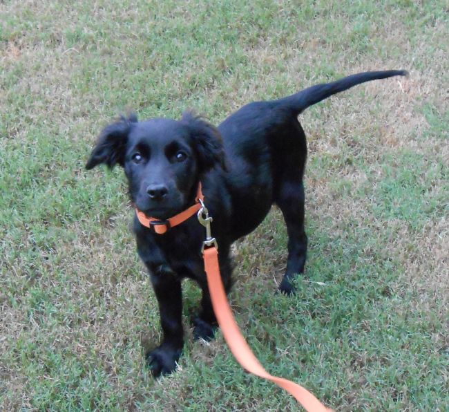 Labrador Friends of the South - Availabla Lab Bertie 3