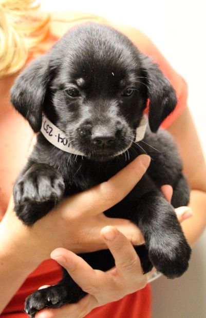 Labrador Friends of the South - Available Lab Babylon 1