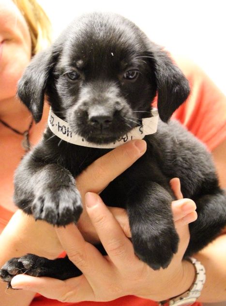 Labrador Friends of the South - Available Lab Babylon 3