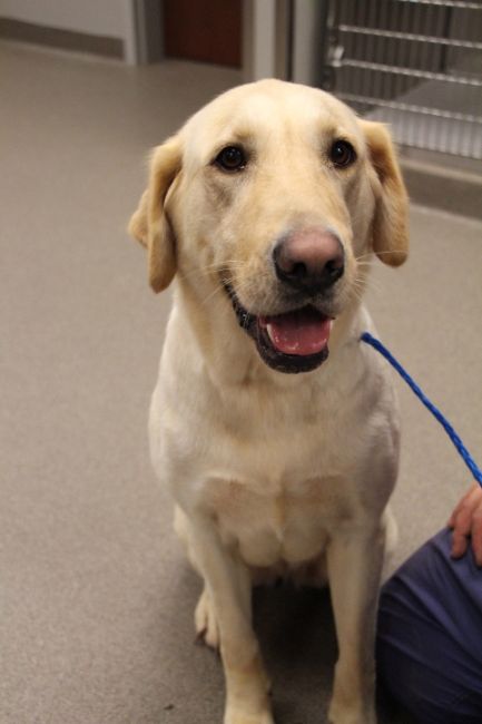Labrador Friends of the South - Available Lab Bailey 1
