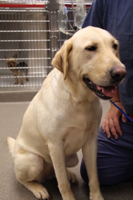 Labrador Friends of the South - Available Lab Bailey 5