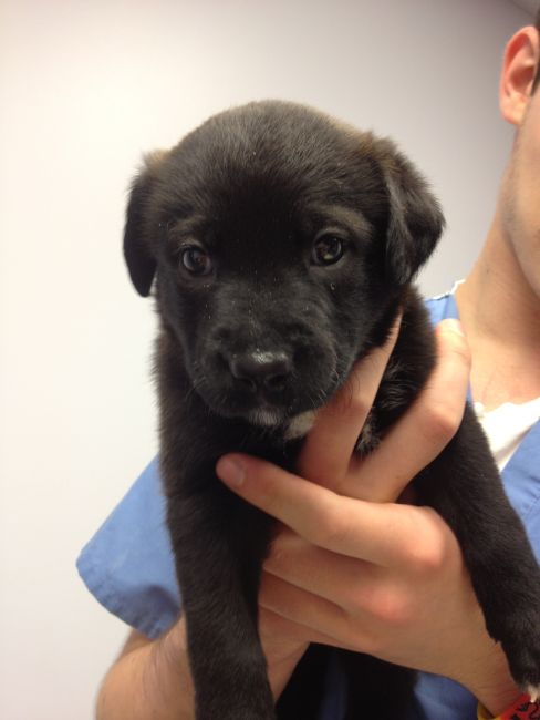 Labrador Friends of the South - Available Lab Bandit 1