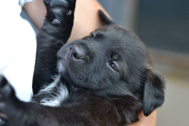 Labrador Friends of the South - Available Lab Bandit 3