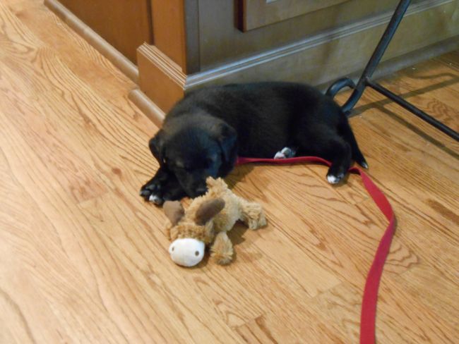 Labrador Friends of the South - Available Lab Bandit 5