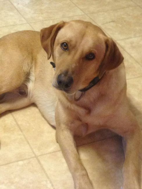 Labrador Friends of the South - Available Lab Buddie 1