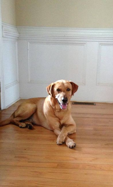 Labrador Friends of the South - Available Lab Buddie 4