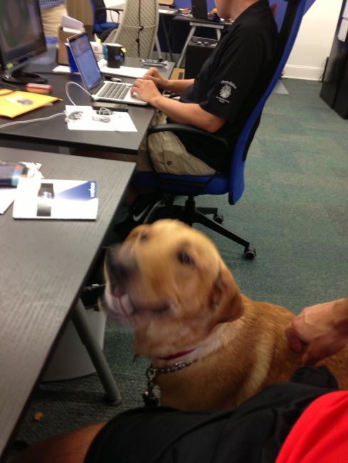 Labrador Friends of the South - Available Lab Buddie 8