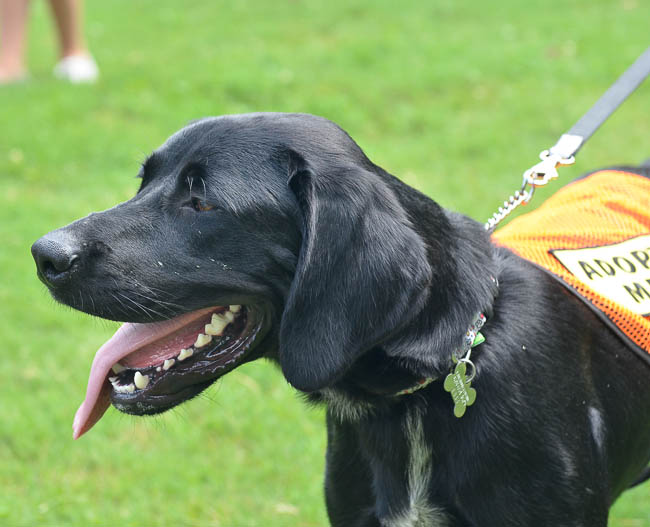 Labrador Friends of the South - Available Lab Dimples-1-3