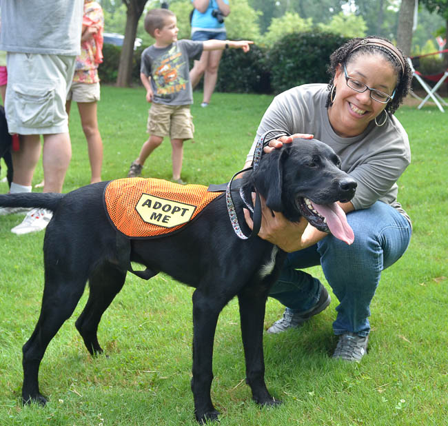 Labrador Friends of the South - Available Lab Dimples-1-5