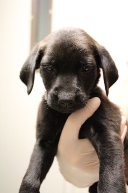 Labrador Friends of the South - Available Lab Giza 2