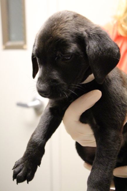 Labrador Friends of the South - Available Lab Giza 3