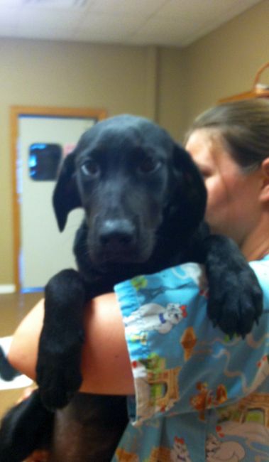 Labrador Friends of the South - Available Lab Savannah 1