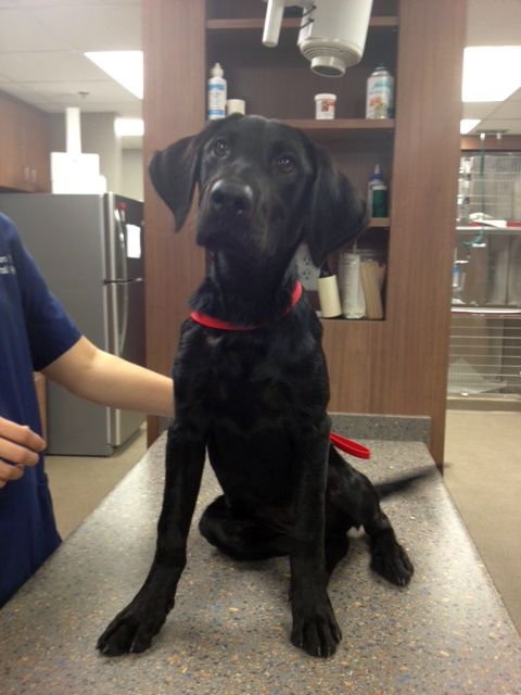 Labrador Friends of the South - Available Lab Savannah 2